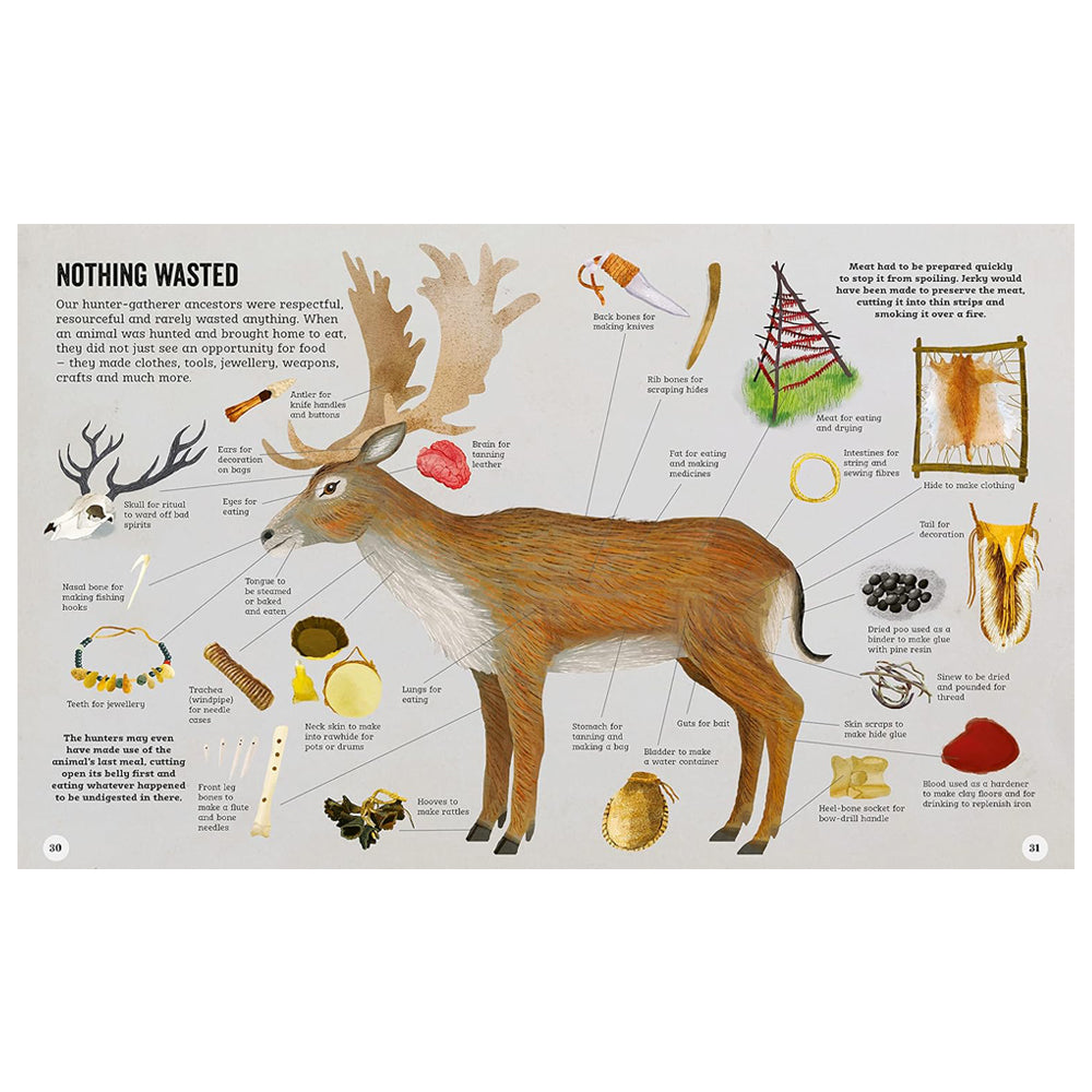 A double page spread with an illustration of a deer surrounded by smaller illustrations of everything that hunter gatherers would use from the animal.