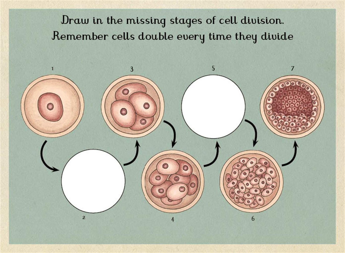 Book page with a drawing activity of multiplying cells.