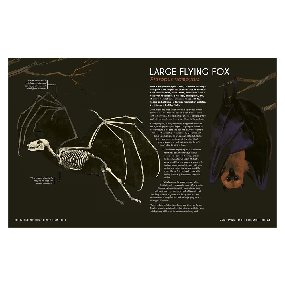 A double page spread with an illustration of a large flying fox and supporting text against a plain lack background
