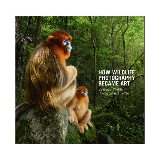 Book cover with two golden snub-nosed monkeys, a mother and child, sitting on a rock to the left hand side of the cover. They are surrounded by lush green forest, the book's title sit alongside them in a bold white font.