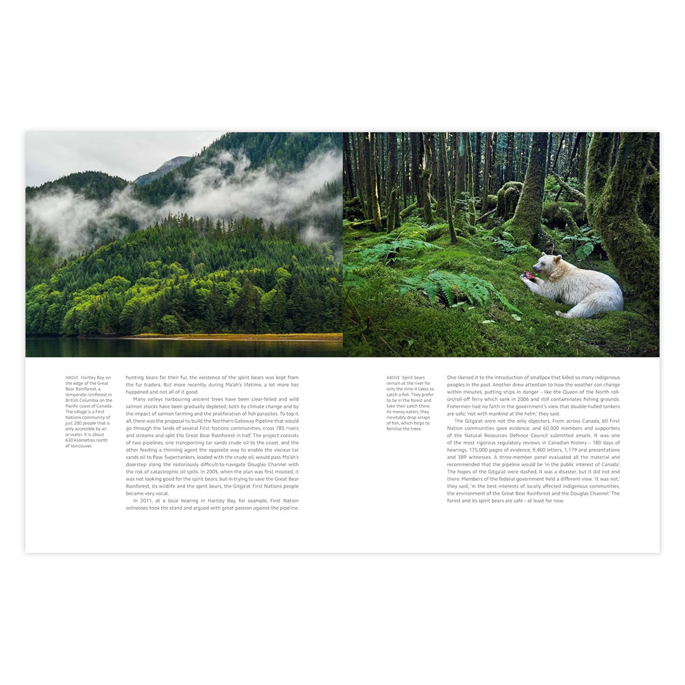 Book pages with a colour photograph across the top half of each page and text on the bottom half. The left hand page has a photo of a riverbank in a forest with fog blowing through the trees. The right hand page has a photo of a white bear lying down in a dense mossy forest chewing on a red piece of meat.