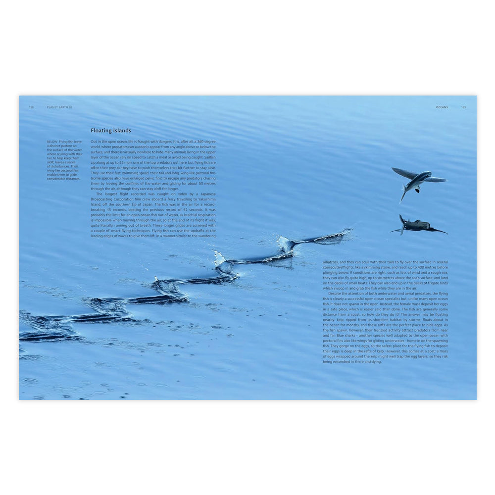 A double page spread, pale blue rippled water fills the entirety of the pages. From the bottom left corner towards the top right small splashes lead towards a flying fish and it's reflection below as it leaps from the water. Paragraphs of text in a black font are laid over the image in the top left and bottom right corner.