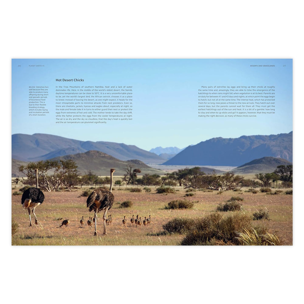 A double page spread with a photograph of two ostriches and fifteen chicks walking away from the camera across grassy plains towards hills beneath a pale blue sky.