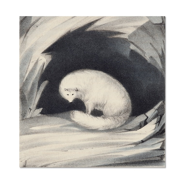 Card design with an illustration of an arctic fox in the mouth of a cave. The arctic fox is in the centre of the cave opening, with jagged white and grey rocks around it.