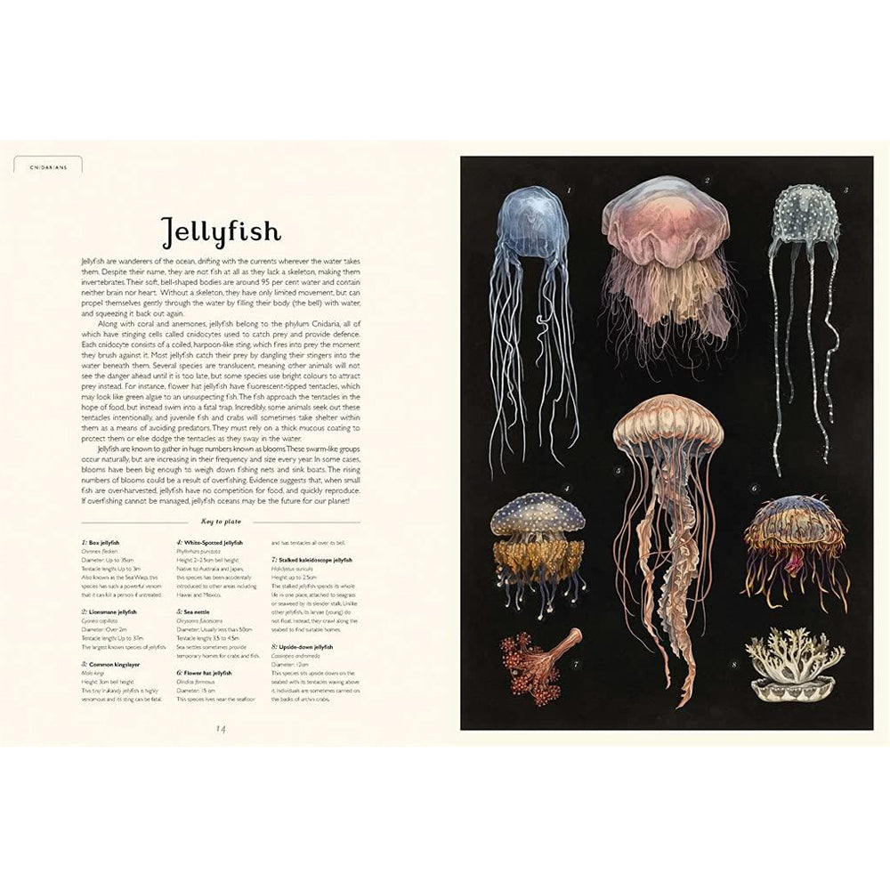 Book pages with text about jellyfish on the left page and illustrations of jellyfish against a plain black background on the right one.