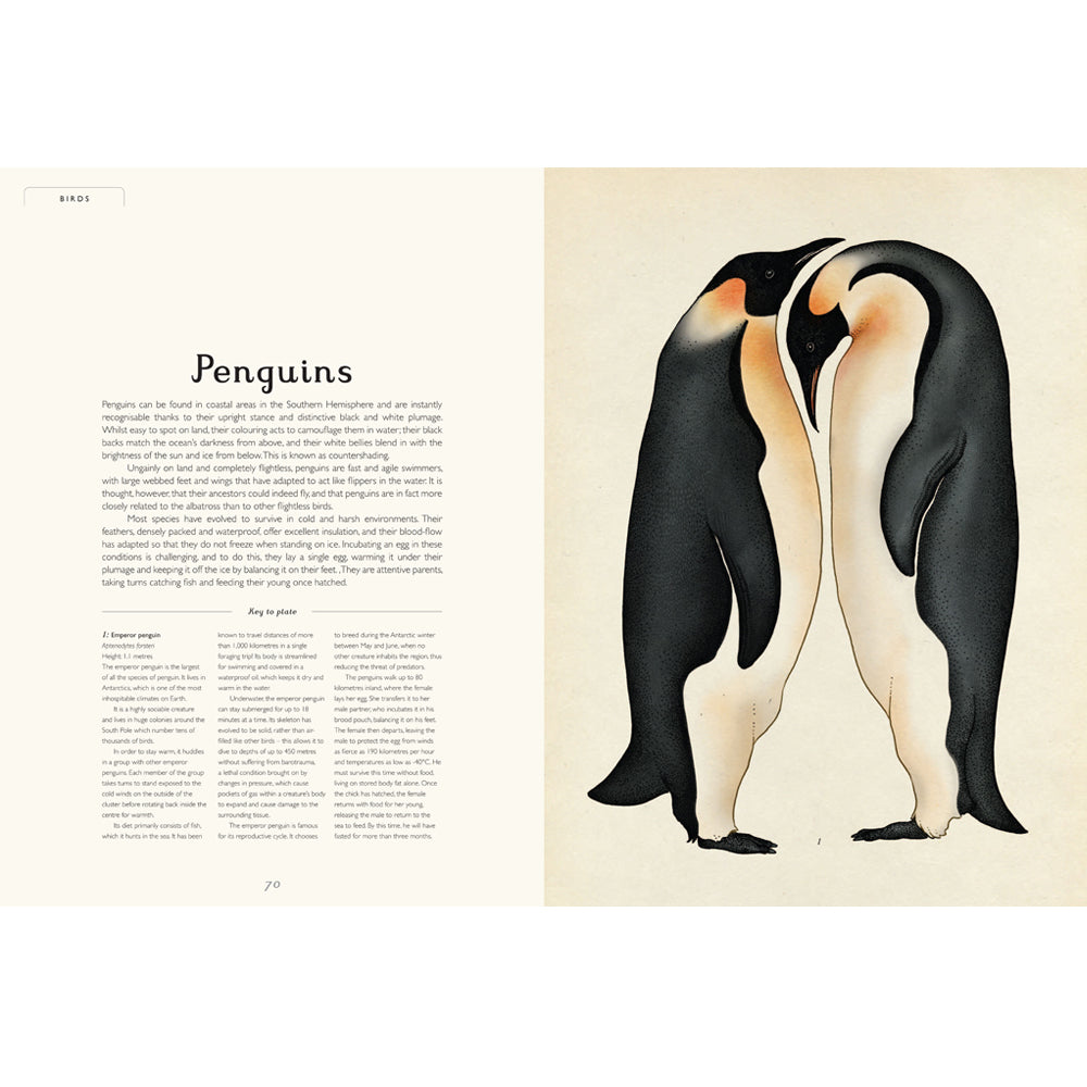 Book pages with a left hand page of text about penguins and a right hand hand page with an illustration of two penguins against a plain cream background.