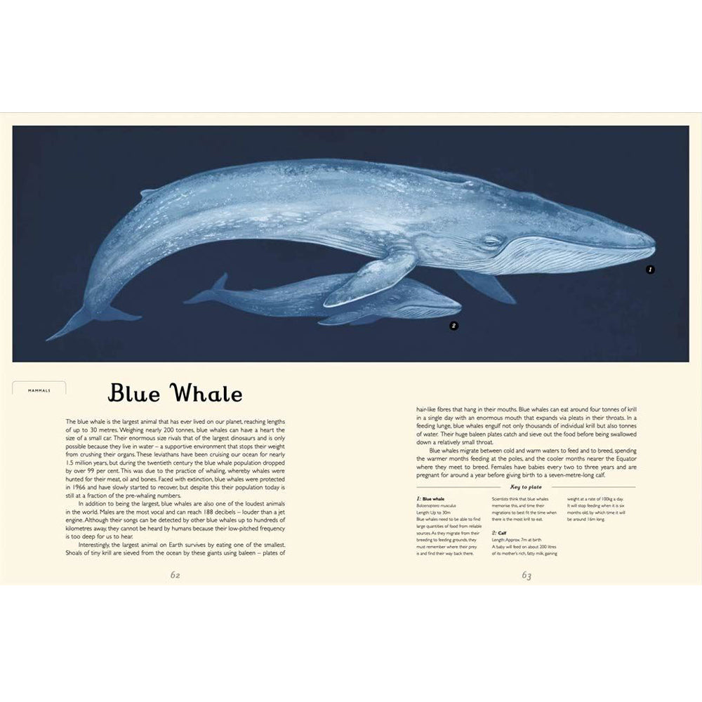 Book pages with an illustration of a mother and calf blue whale against a plan navy background across the tops of both pages. Across the bottom of the pages is text about blue whales.
