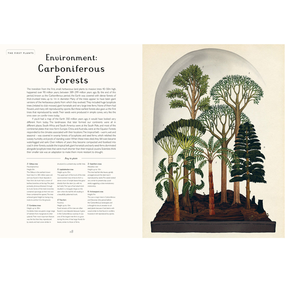 Book pages with text about carboniferous forests on the left hand page and illustrations of trees against a plain cream background on the right page.