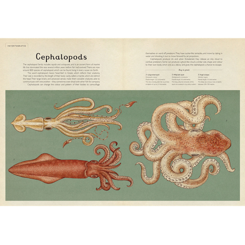Book pages with illustrations of two squid and an octopus against a plain blue background. The top third of the pages contain text with information on cephalopods.