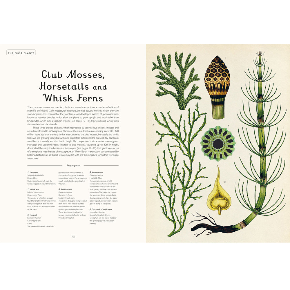 Book pages with text about mosses and ferns on the left hand page and illustrations of moss against a plain cream background on the right page.