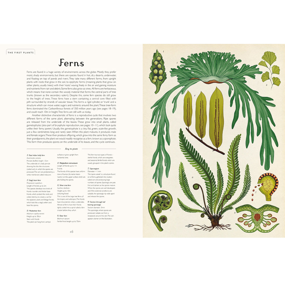 Book pages with text about ferns on the left hand page and illustrations of ferns against a plain cream background on the right page.
