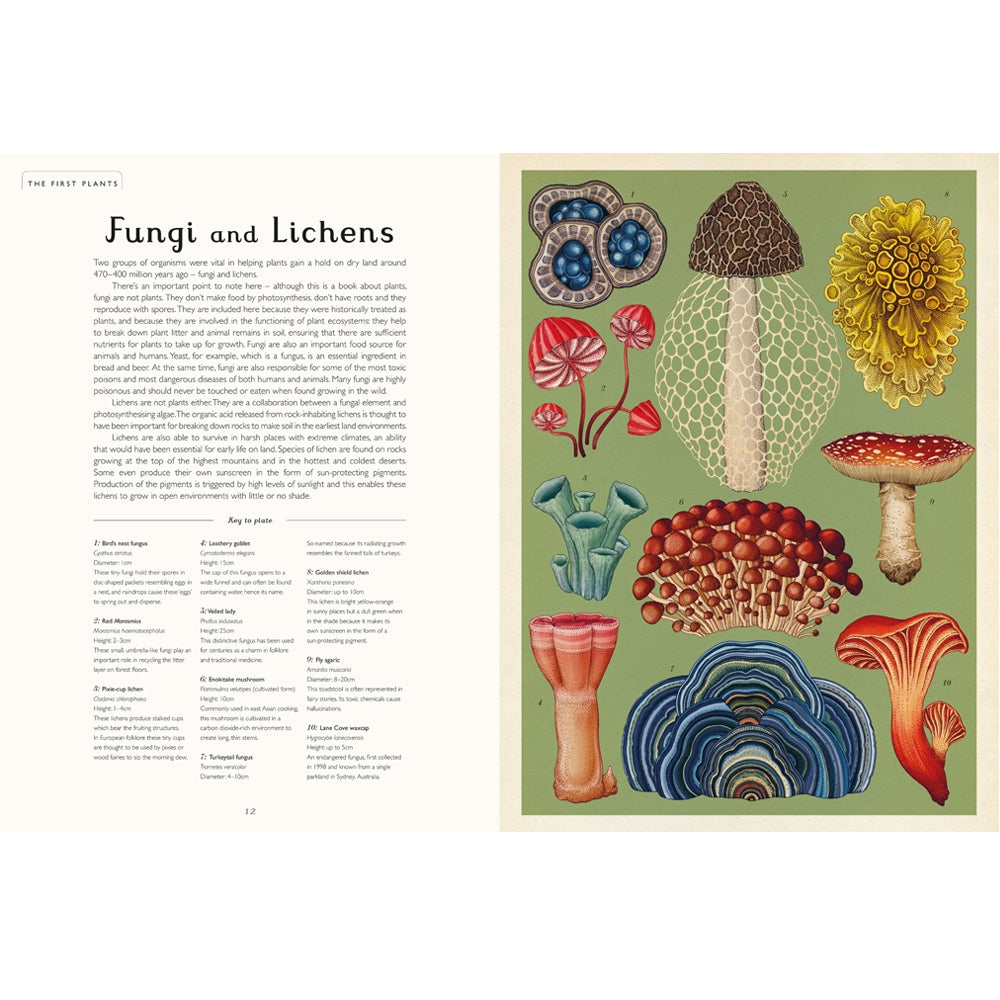 Book pages with text about fungi and lichens on the left hand page and illustrations of fungi against a plain green background on the right page.
