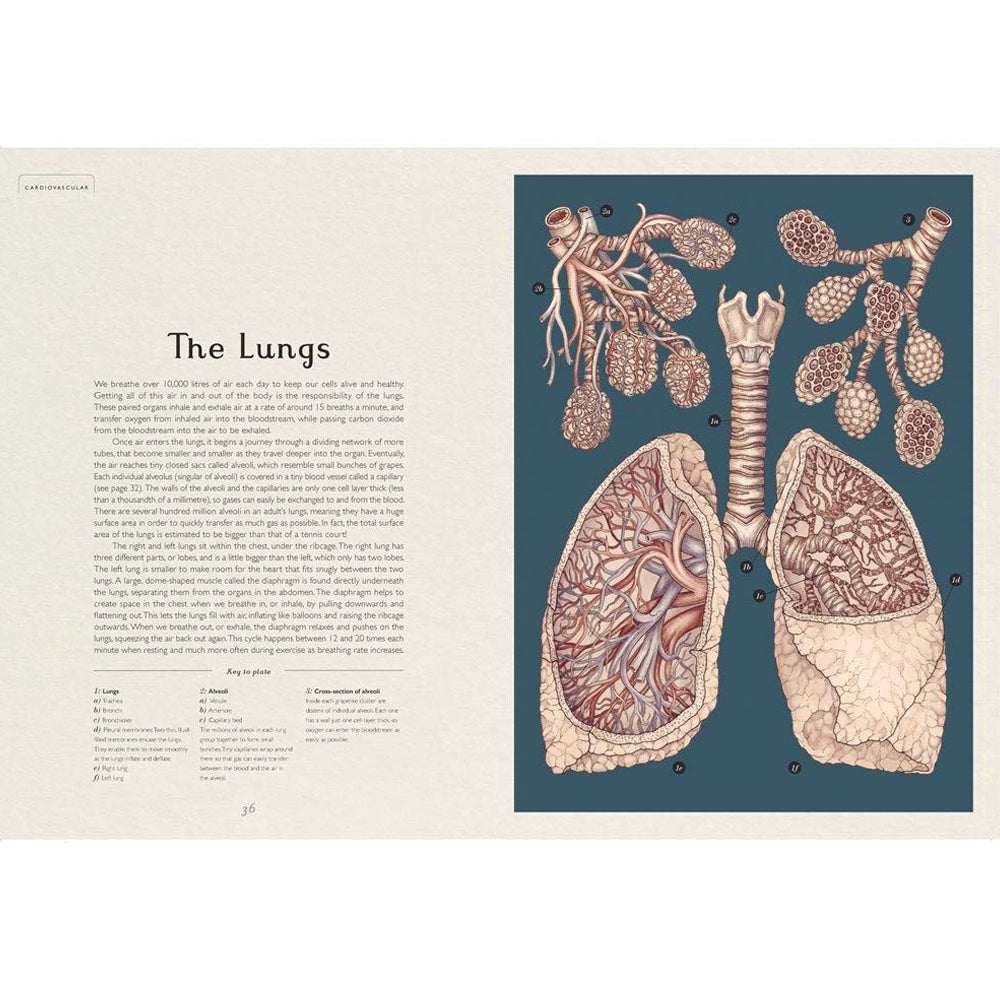 Book pages with information and illustrations of lungs.