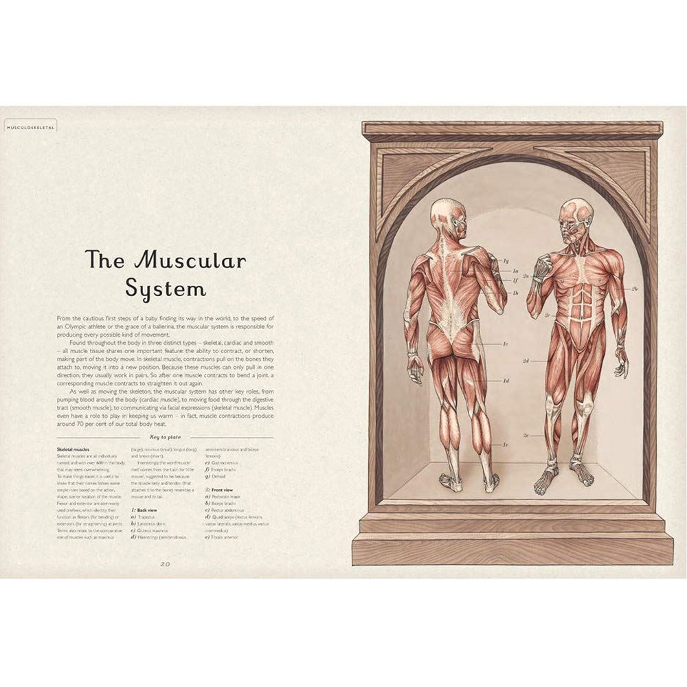 Book pages with information and illustrations of the muscular system.