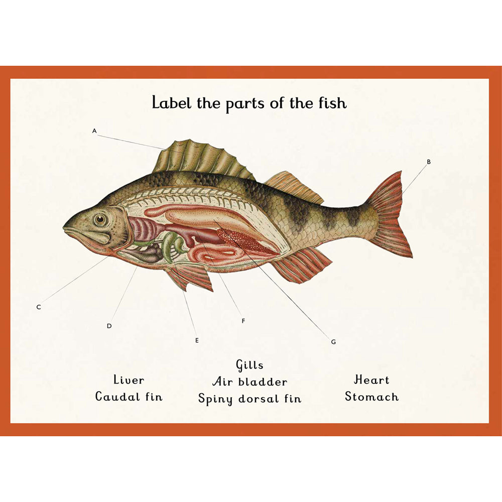 Book page with an anatomical illustration of a fish against a white background. 