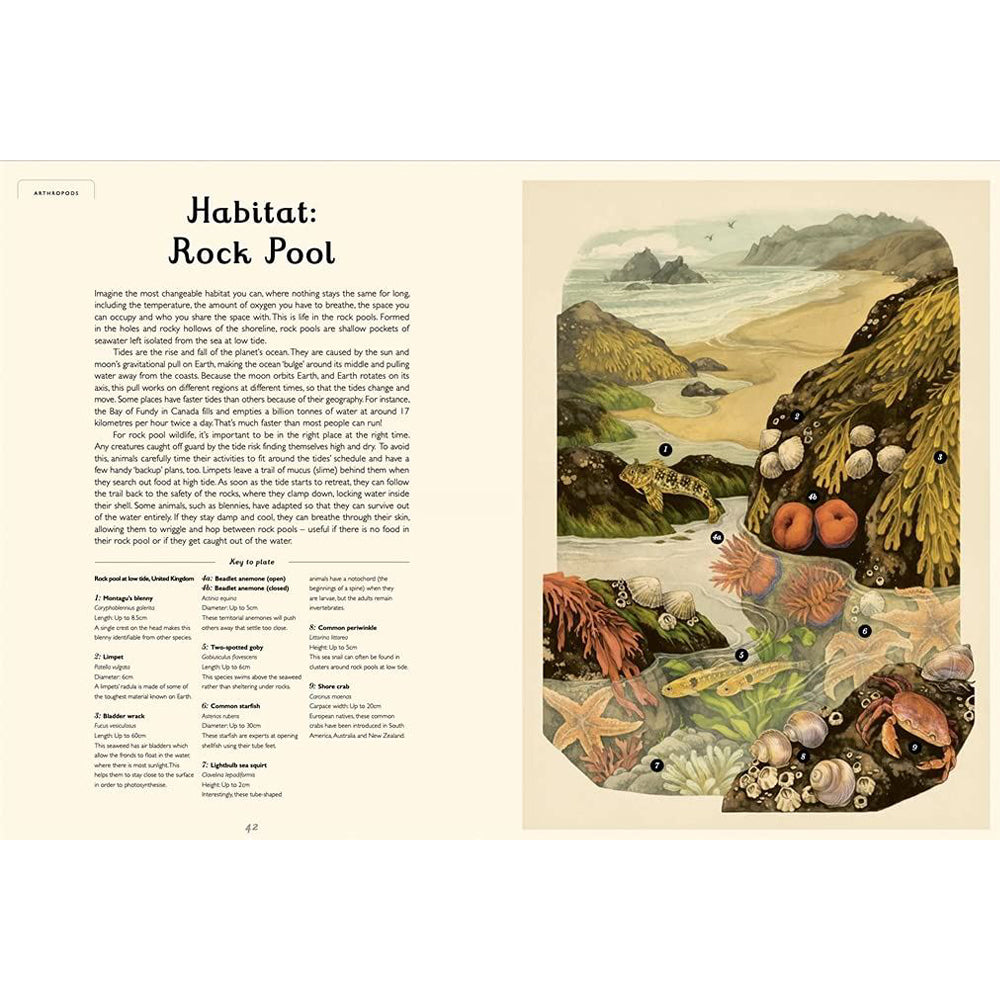 Book pages with text about rock pools on the left page and a watercolour illustration of a rock pool on the right.