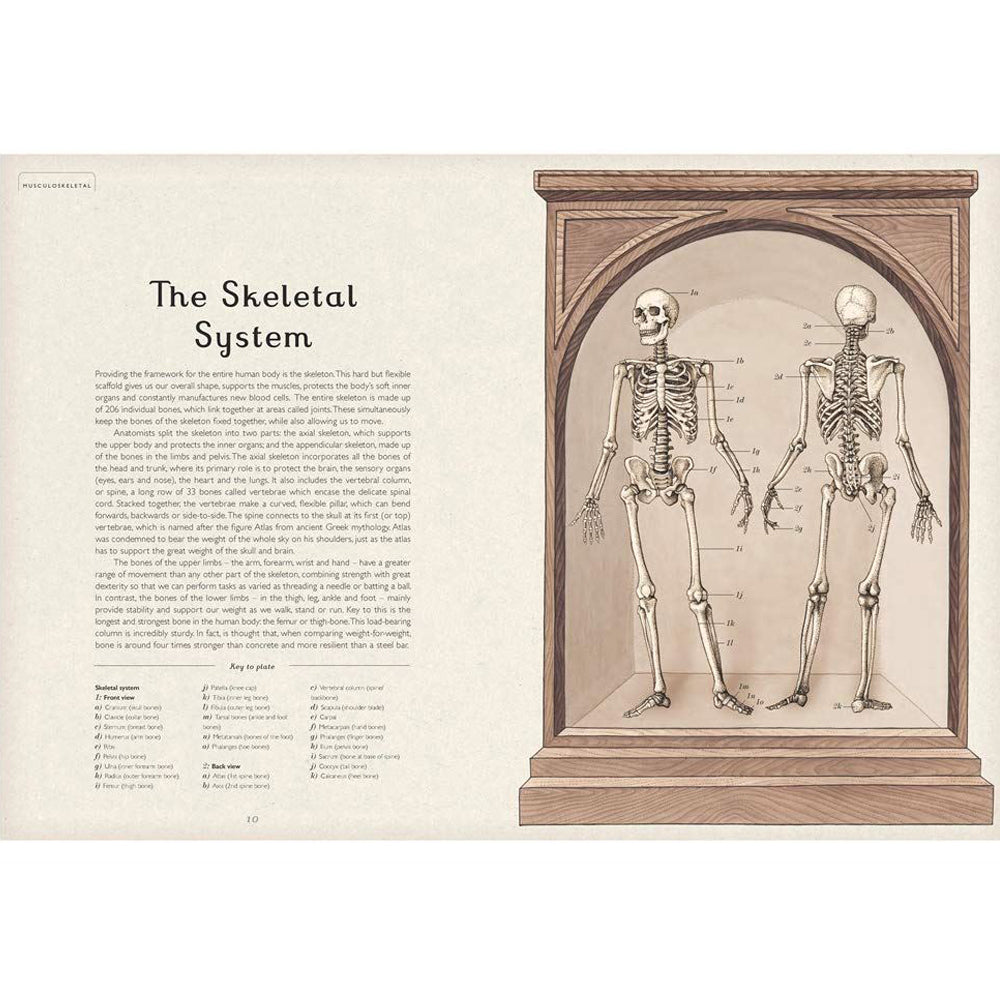 Book pages with information and illustrations of the skeletal system.