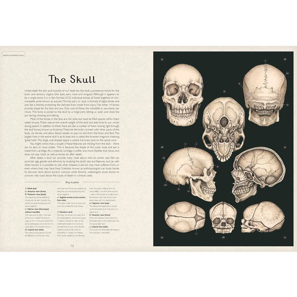 Book pages with information and illustrations of skulls.