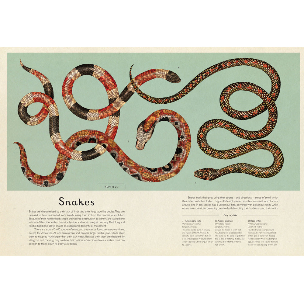 Book pages with an illustration of three intertwining snakes set against a turquoise background. The lower third of the page contains text with information about snakes.