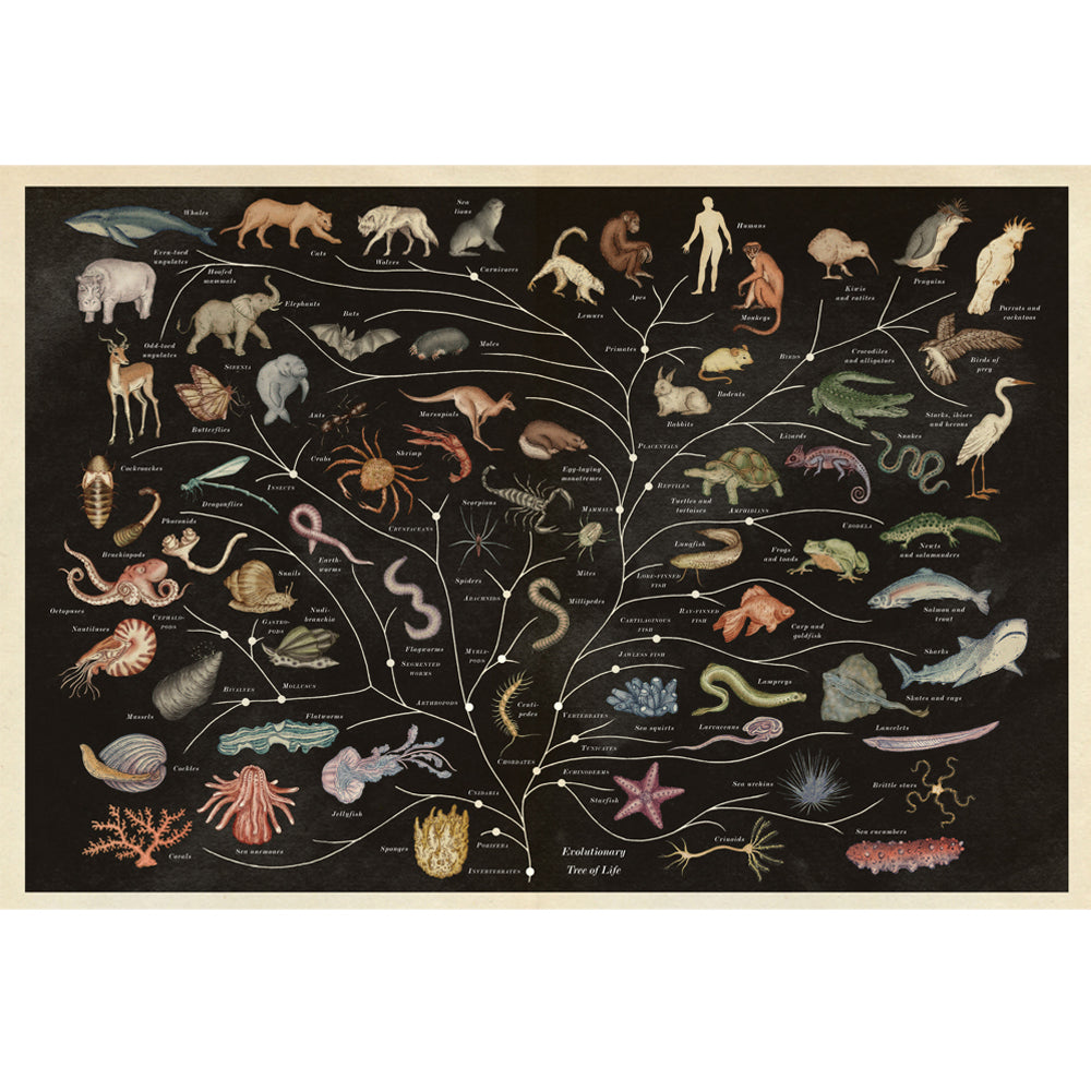 Book cover with a flow chart of evolution of various species. A large variety of animal illustrations are set against a plain black background.